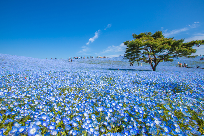 【2017金旅獎】花花世界～浪漫紫藤、藍色粉蝶花海5日_藤花、芝櫻、粉蝶，一次看夠!_東京安排入住逛街購物方便的澀谷區!