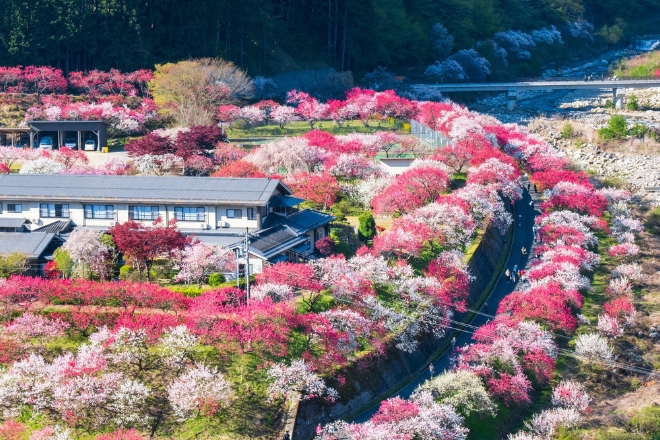 花桃紫藤・信濃輕井澤春色漫野6日_花桃 x 白馬連峰 x 紫藤 x 不走回頭路_漫步阿智村花桃之里，萬株粉白桃花如霞染山徑；轉足利紫藤公園，百米花廊垂落紫紅瀑布