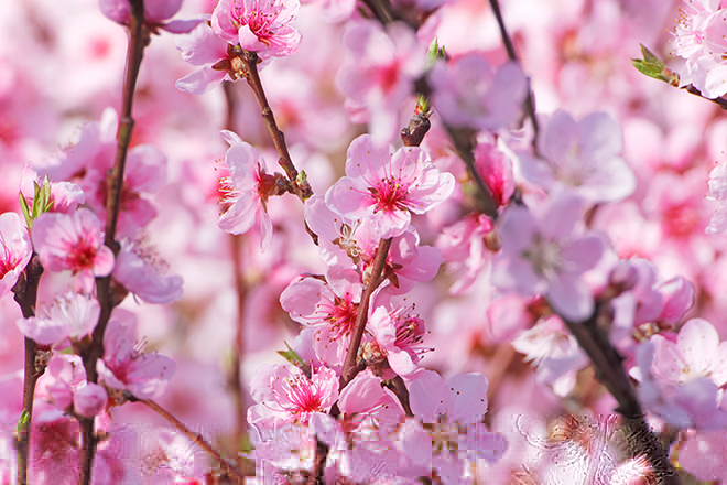 川西花花世界峨眉山春遊10日自由行_龍泉桃金川梨嘉陽油菜花青白江櫻花情_雙世遺  都江堰水利工程   船遊樂山大佛