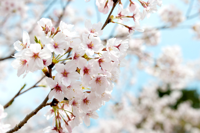 遇見櫻～千年古都關西四季組曲之旅5日_賞櫻景點一次看個夠!!_京都連兩晚住宿, 省去舟車勞頓的時間!