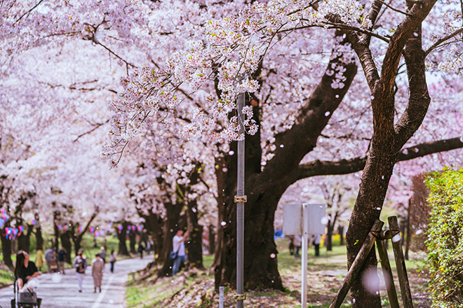 【日本名旅館】北關東5日(名旅館+賞櫻+演歌天王演唱會)_保證入住3晚名旅館_🍴究極好滋味老饕最愛