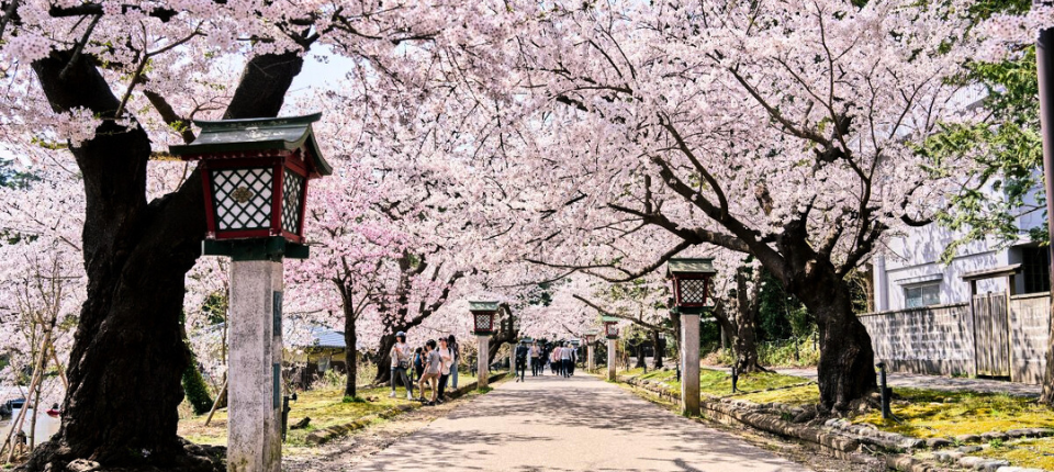 【荷美遊輪】日韓賞櫻之旅16日（東京上下船）_新瀉 Niigata（本州）（停泊時間08:00至17:00）_第11天