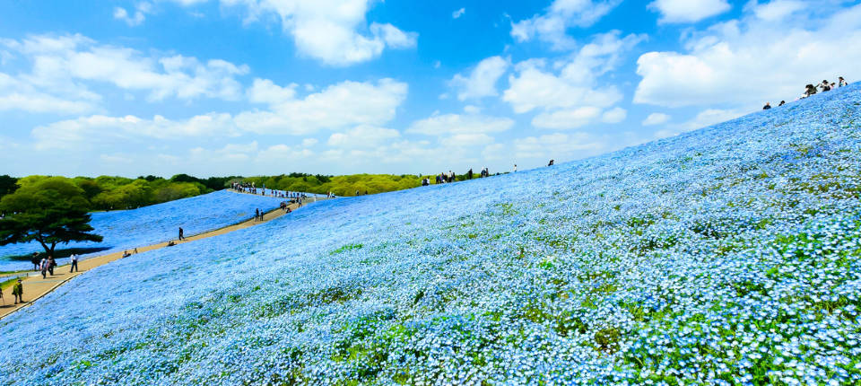 【荷美遊輪】日韓賞櫻之旅16日（東京上下船）_常陸那珂 Hitachinaka（本州茨城縣）（停泊時間08:00至17:00）_第15天