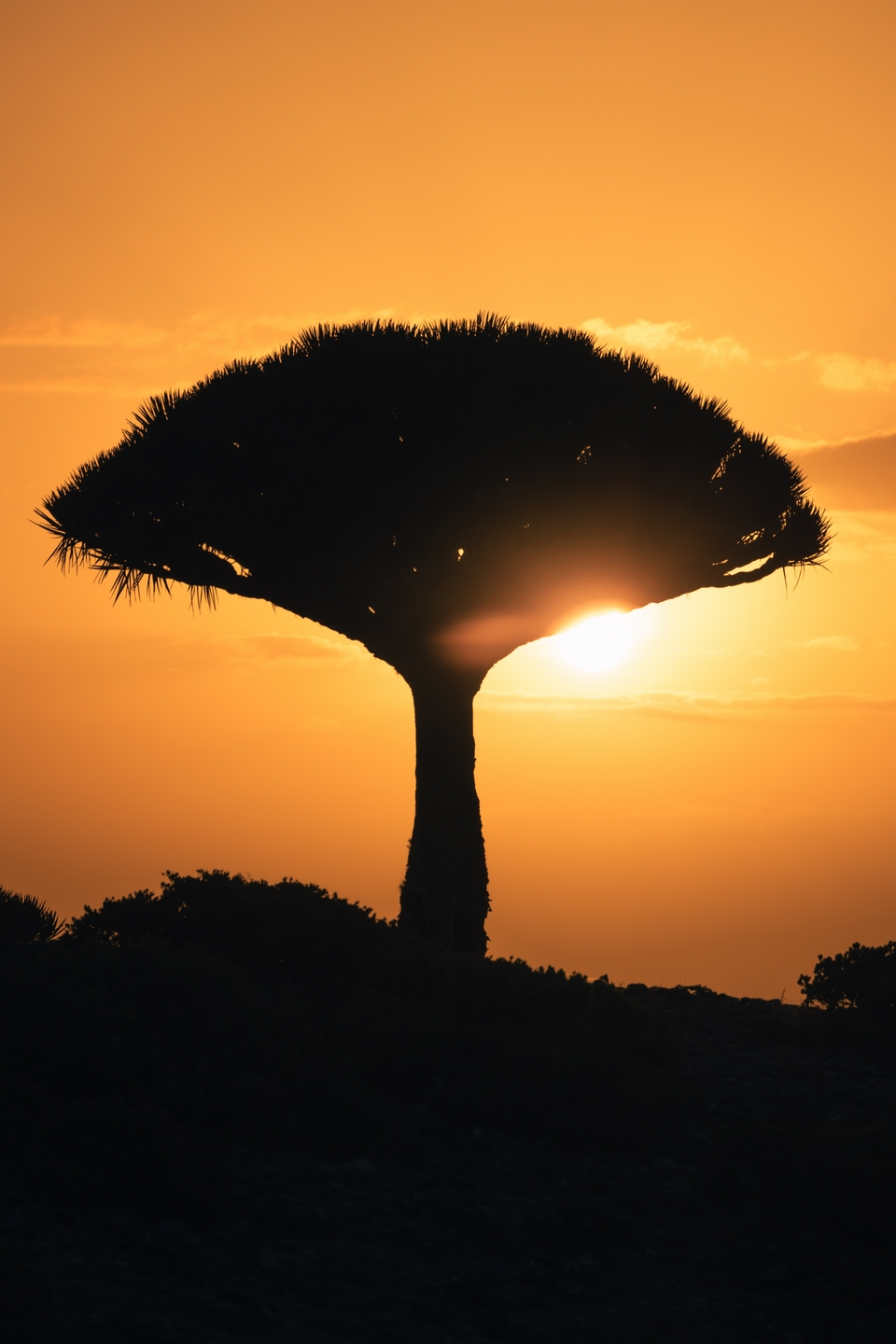 【特殊景觀】葉門索科特拉島(龍血島)–深度探索11日_迪克薩姆高原Dixam Plateau - 費爾米恩森林Firmihin Forest_第03天