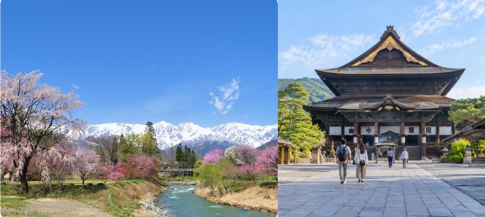 花桃紫藤・信濃輕井澤春色漫野6日_白馬→大出公園→善光寺→輕井澤_第04天