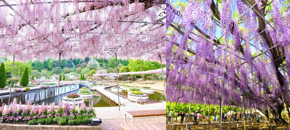 花桃紫藤・信濃輕井澤春色漫野6日_輕井澤→足利紫藤公園→東京購物時光_第05天