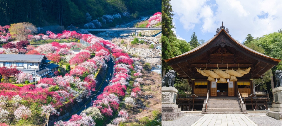 花桃紫藤・信濃輕井澤春色漫野6日_名古屋→阿智村花桃之里→諏訪大社下社秋宮→松本_第02天