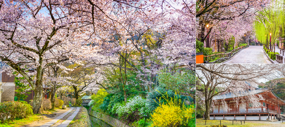 遇見櫻～千年古都關西四季組曲之旅5日_ラコリーナ－醍醐寺(枝垂櫻)－蹴上鐵道(賞櫻)－哲學之道(賞櫻)－祇園~白川（賞櫻）_第02天