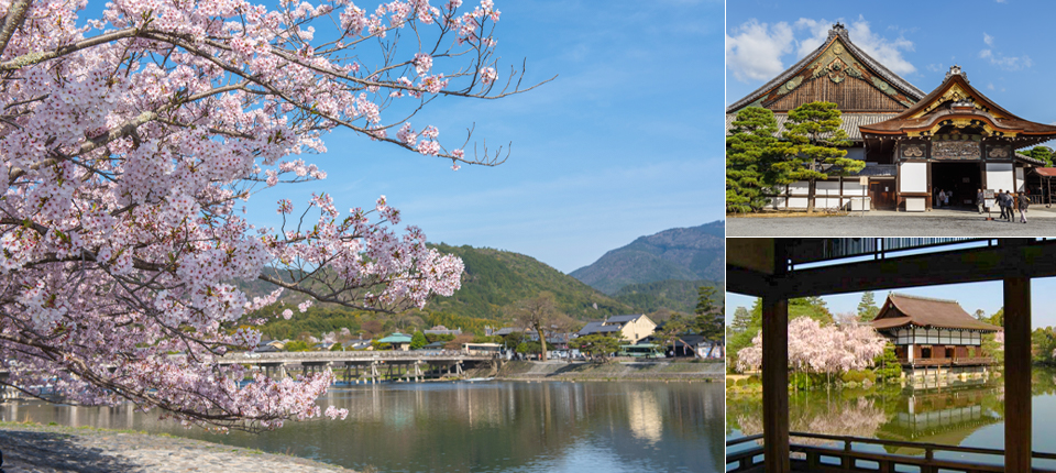 遇見櫻～千年古都關西四季組曲之旅5日_平安神宮(賞櫻)－二條城(賞櫻)－嵐山渡月橋&嵐山公園（櫻花百選）－野宮神社~竹林步道－京都_第03天