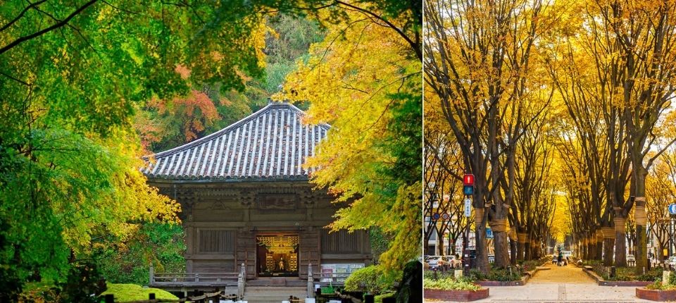 溪流楓染・東北秋藏｜星野奧入瀨溪流×青森屋名宿慢旅6日_松島→松島漫步散策(瑞巖寺、円通院、商店街)→仙台城跡→定禪寺通→飯店_第05天
