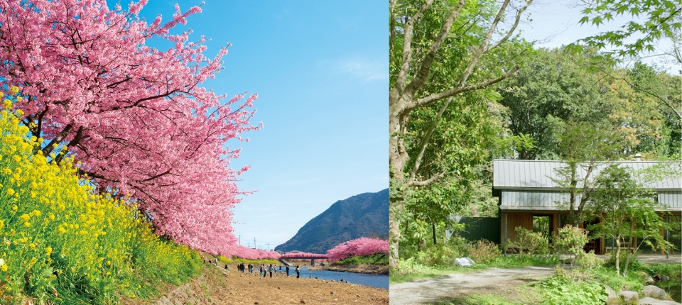 早春序曲｜熱海．河津賞櫻紀行5日_旅館→河津賞櫻→東山舊岸邸 及 虎屋工房茶寮→東京_第04天