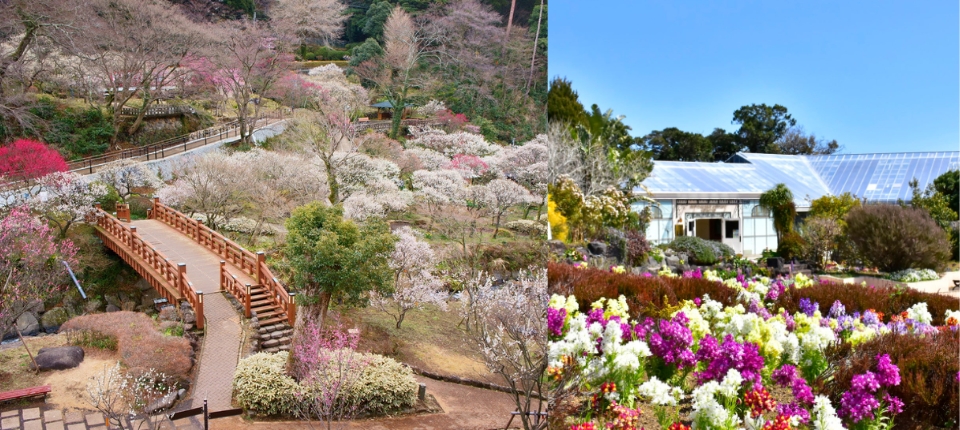 早春序曲｜熱海．河津賞櫻紀行5日_熱海→熱海梅園→木構光影地中海宴→New York Lamp Museum & Flower Garden→海畔靜謐迎賓別邸_第03天