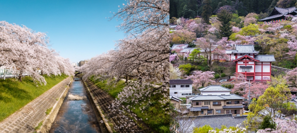 紀伊志摩・熊野神域賞櫻・秘宿慢旅6日_飯店－佐保川櫻花隧道－長谷寺賞櫻－大阪購物時光_第05天