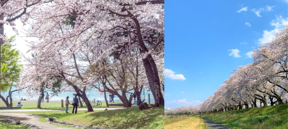 湖畔靜語、北陸舟川四重奏櫻巡6日_琵琶湖→長濱黑壁、豊公園賞櫻→足羽川櫻並木賞櫻→蘆原溫泉_第02天