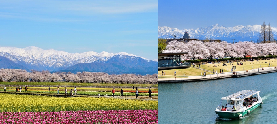 湖畔靜語、北陸舟川四重奏櫻巡6日_旅館→雨晴海岸→富岩運河環水公園賞櫻→朝日町舟川春之四重奏賞櫻→旅館
_第04天