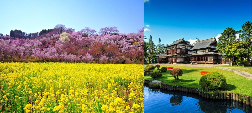 花見山桃源仙境・相馬樓舞孃風雅・銀山莊5日_秋保溫泉→花見山公園賞花→上杉伯爵邸→南陽 熊野大社→天童溫泉_第02天