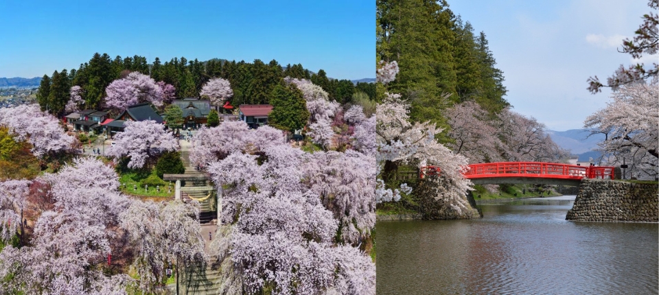 春櫻漫染｜東北百選花見・銀山大正浪漫6日_鐮先溫泉→米澤城跡賞櫻(上杉神社、松之岬公園)→烏帽子山公園櫻花→天童溫泉_第03天