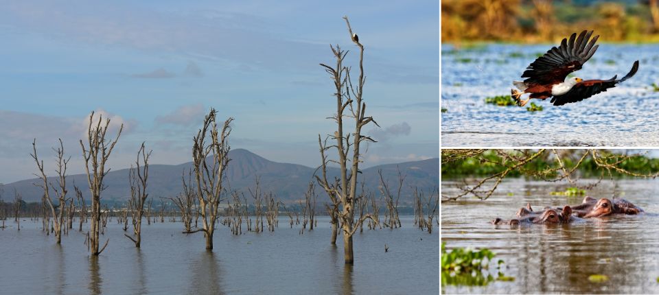 肯亞、坦尚尼亞動物大遷徙12日(限定)_納古魯湖國家公園－(67KM，2 hr)－奈瓦夏湖_第06天