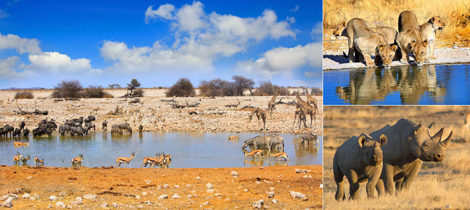 納米比亞紅沙漠、維多利亞瀑布13日_伊托夏國家公園_第05天