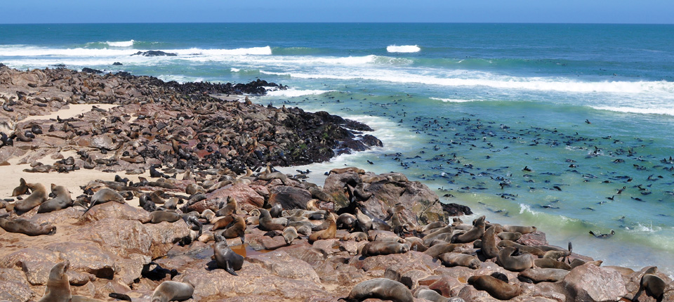 納米比亞紅沙漠、維多利亞瀑布13日_推菲爾泉－(288KM，4 hr)－十字岬海豹保護區－(122KM，2 hr)－斯瓦科普蒙德_第07天