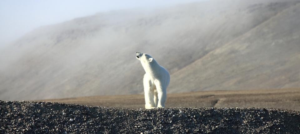 【龐洛夏古號】北極三島大滿貫23日（冰島、格陵蘭、史瓦巴）_North-East Greenland（東北格陵蘭極地遠征）_第12天